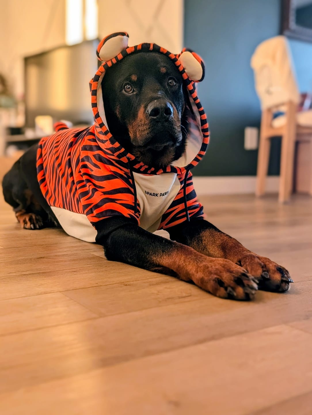 Customer photo review of Halloween Dog Hoodie - Tiger
