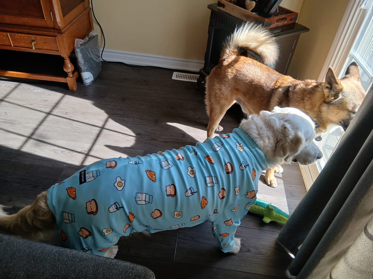 Customer photo review of Dog Pajama - Breakfast Blue
