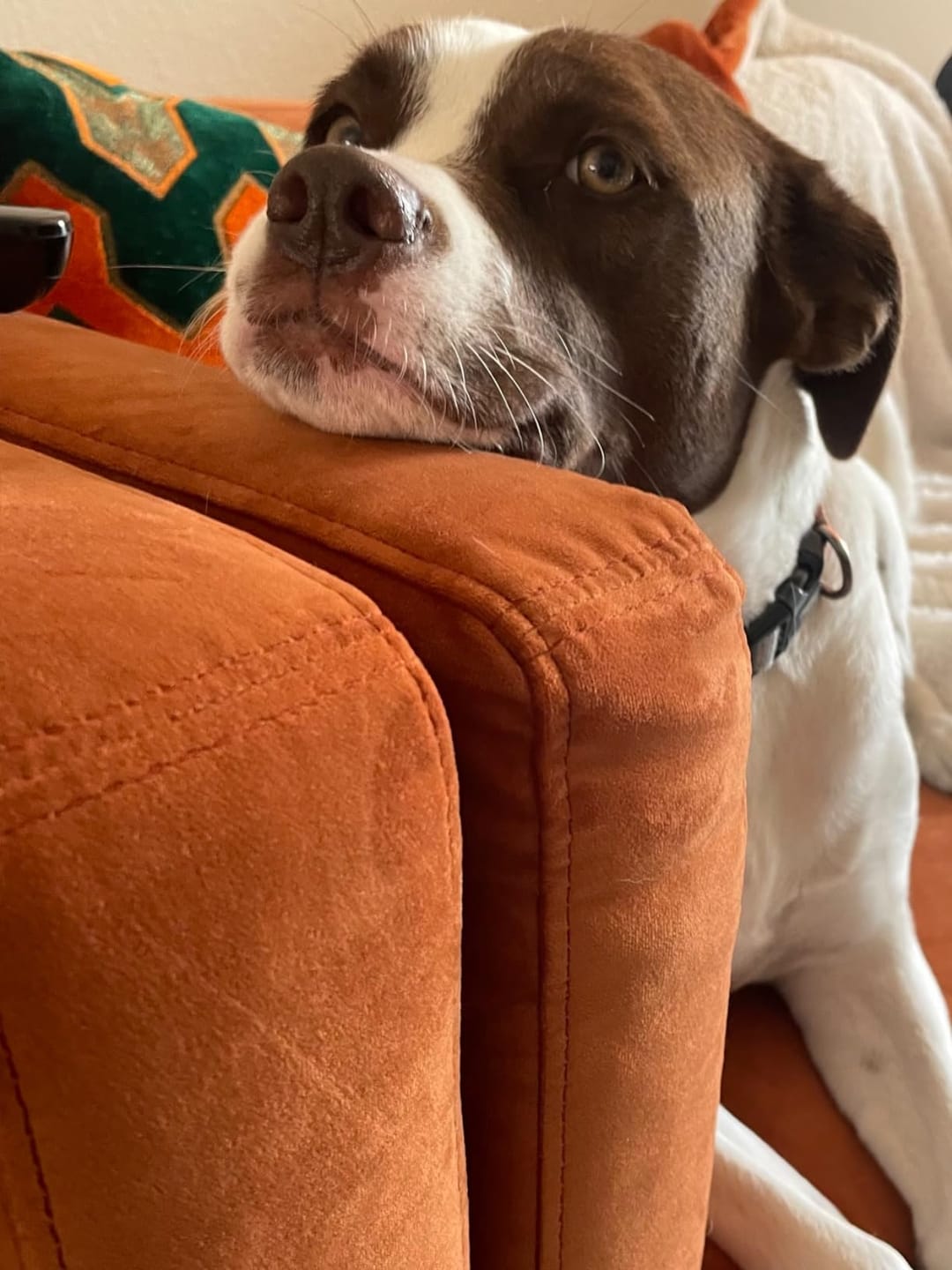 Customer photo review of Natural Dog Dental Powder