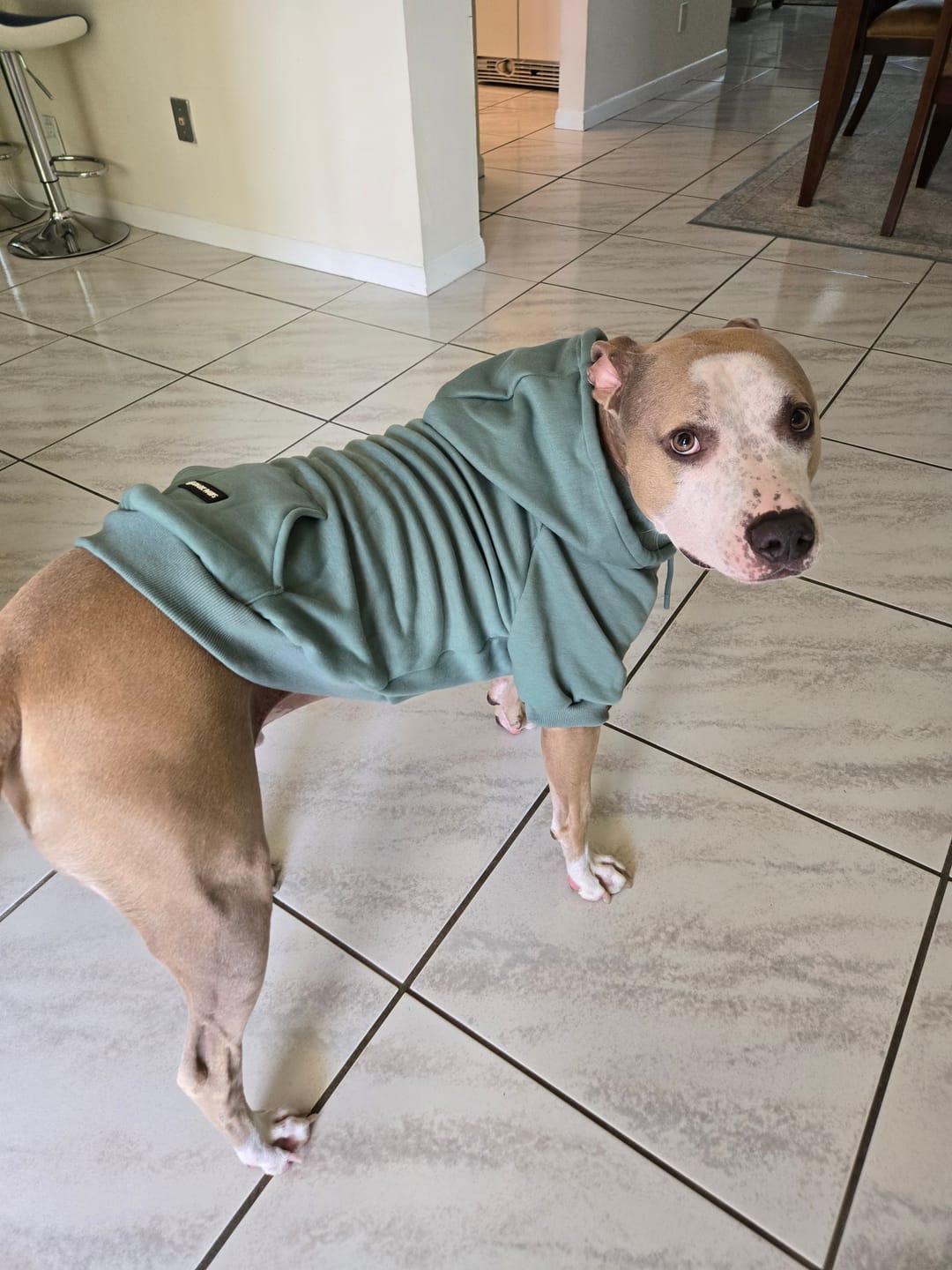 Customer photo review of Essential Dog Hoodie - Teal