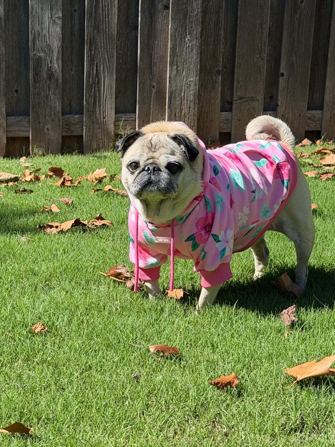 Customer photo review of Blossom Dog Hoodie - Pink