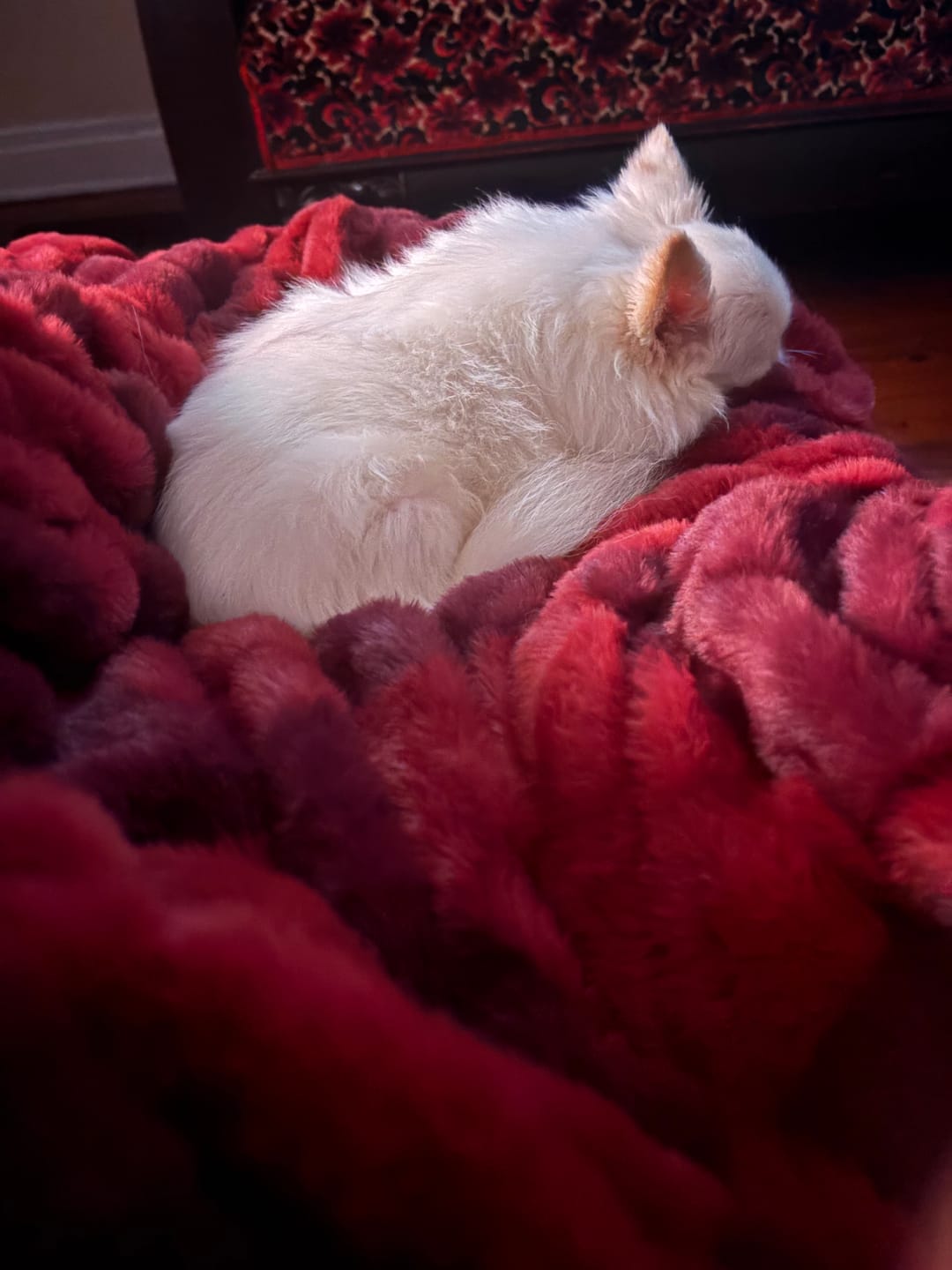 Customer photo review of Hugs Diamond Red Blanket