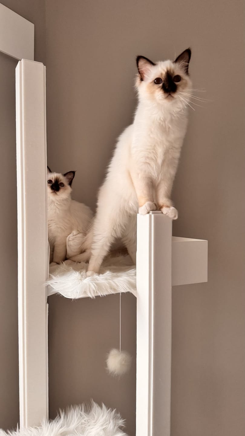 Customer photo review of STYA Katzen Kratzbaum MS610