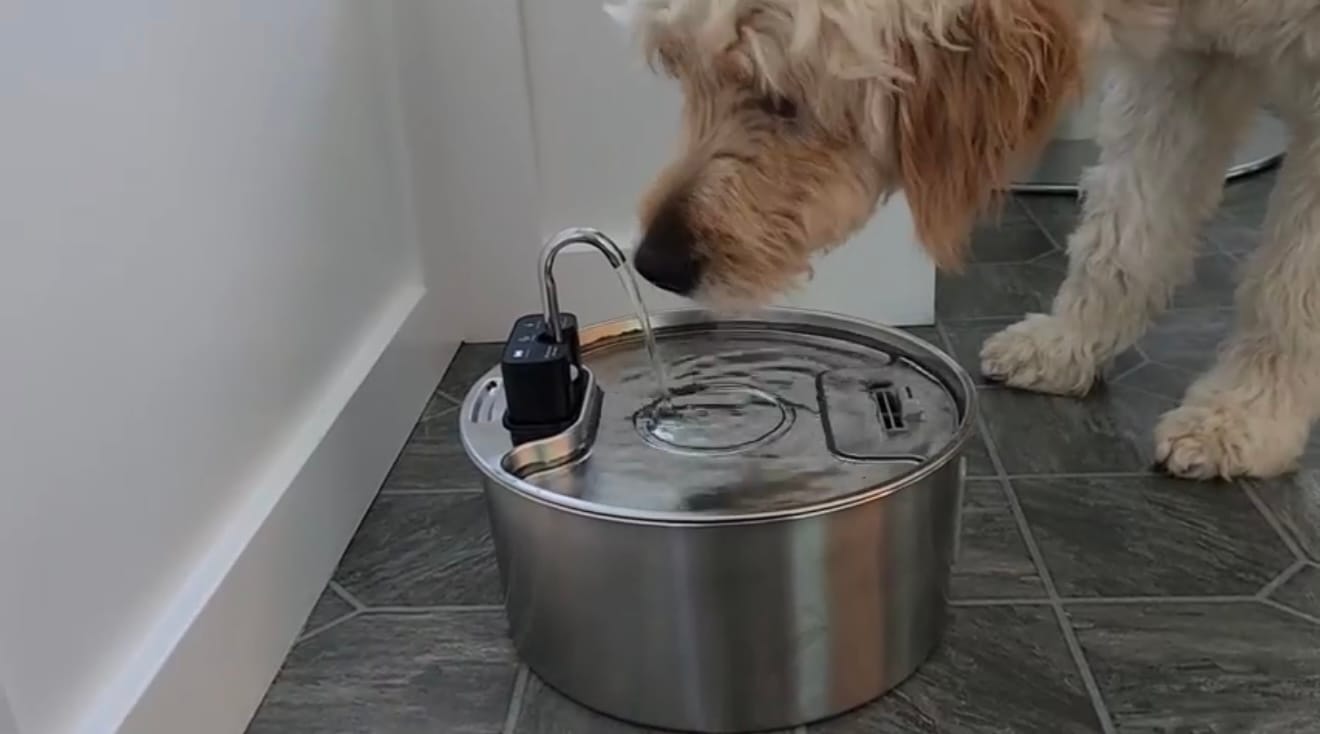 Customer photo review of Motion-Sensor Stainless Steel Pet Fountain