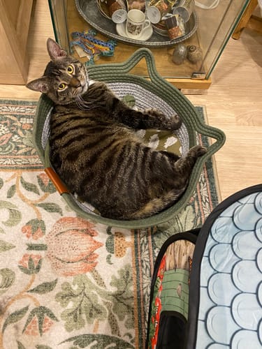 Customer's brown tabby cat resting comfortably in an Instinct Basket on a floral patterned rug.