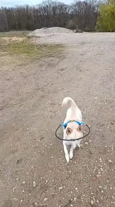 Customer photo review of Dog Halo for Blind Dogs