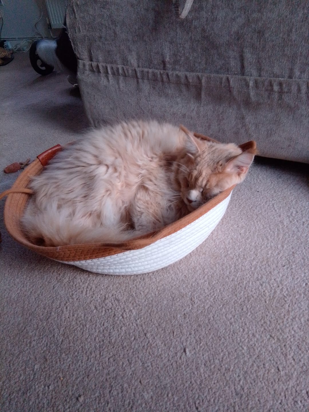 Customer photo review of Instinct Basket | Meet the first research-backed natural territory for indoor cats