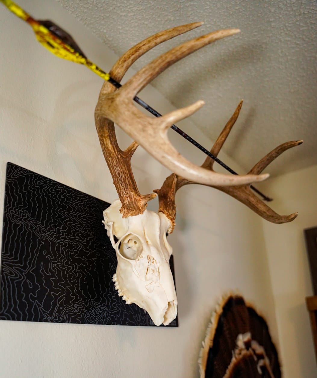 Customer photo review of Kansas Solid | Skull Mount Plaque | Medium Game