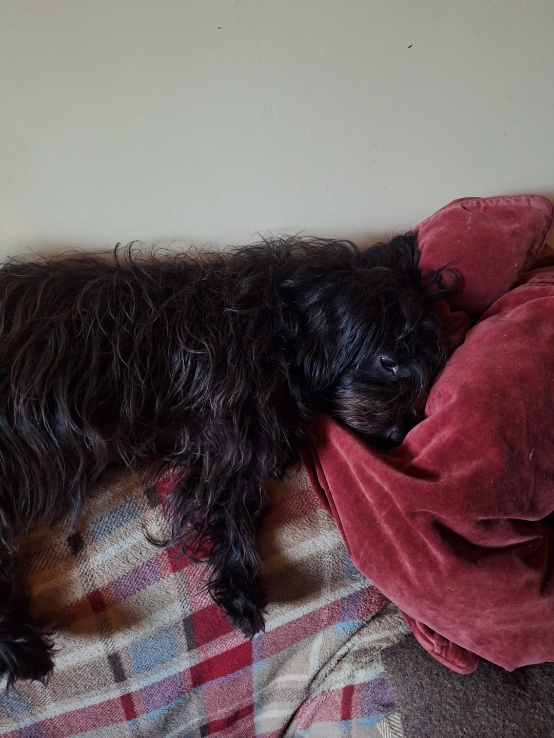 Customer photo review of Natural Joint Support for Dogs | Tvati