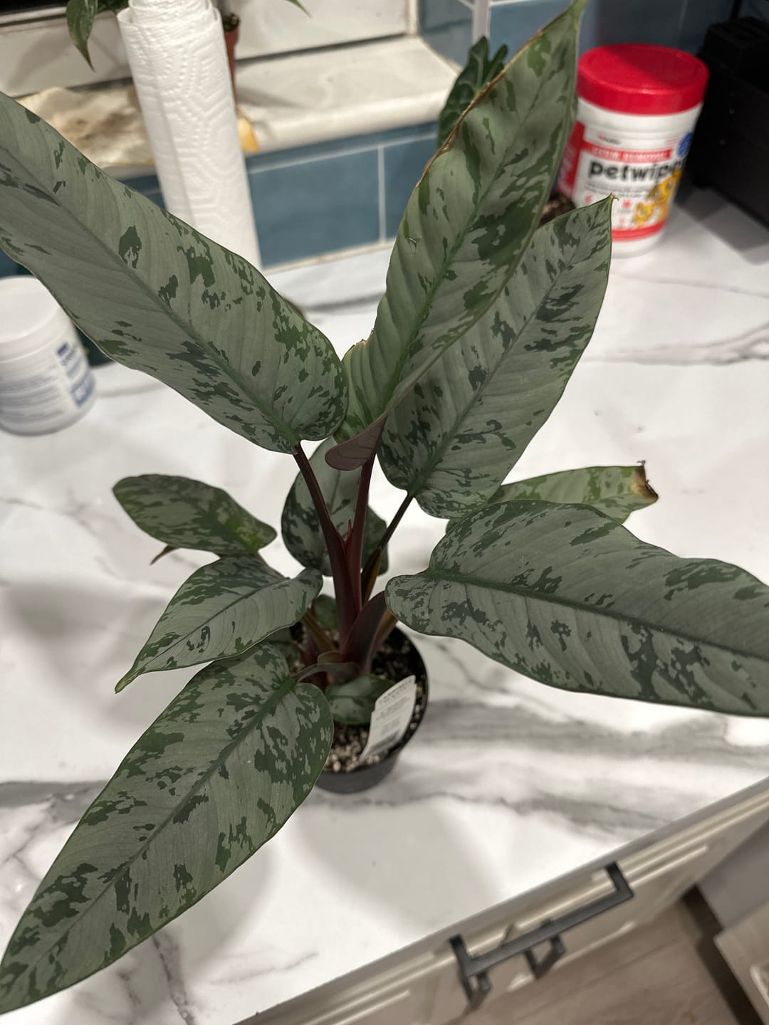 Customer photo review of Apoballis acuminatissima 'Lavallaei'