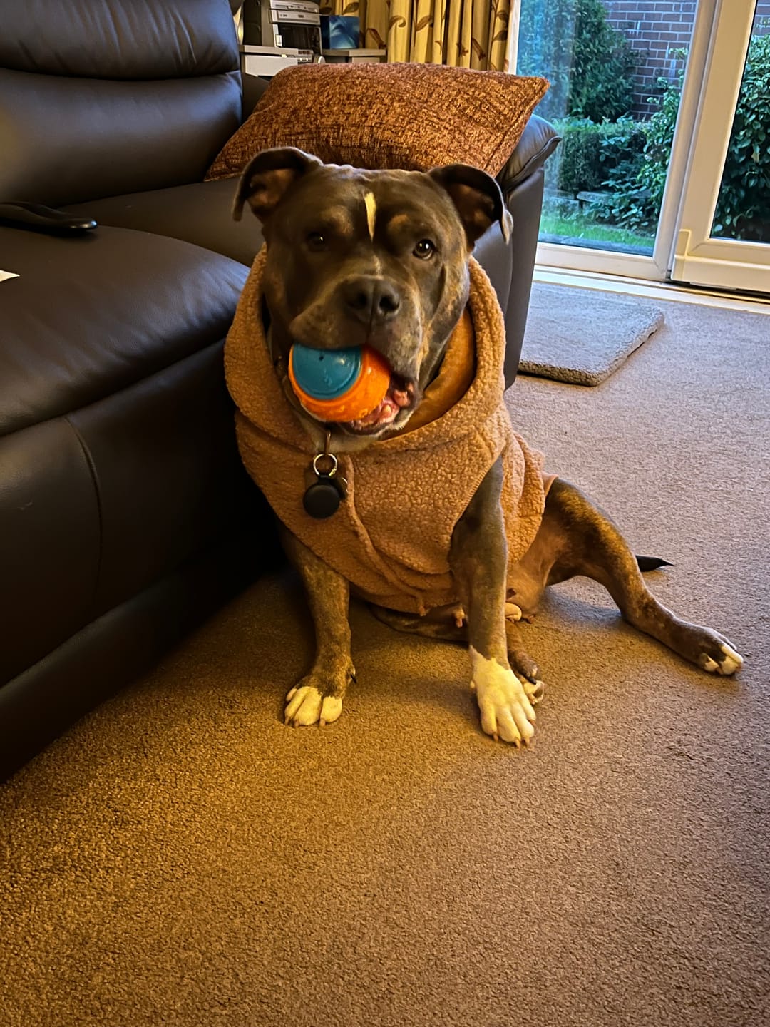 Customer photo review of Teddy Sherpa Dog Jackets