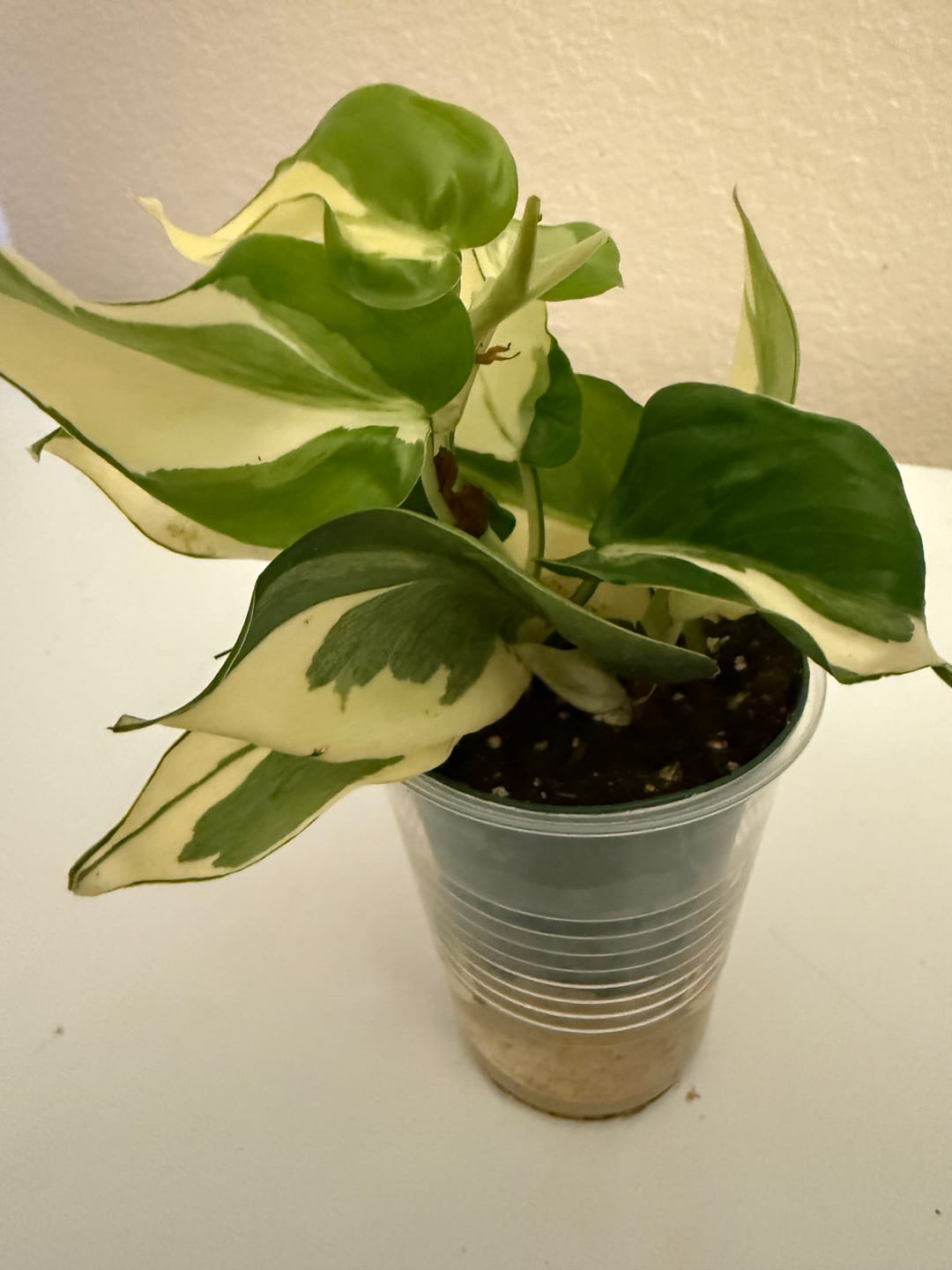 Customer photo review of Philodendron hederaceum Mutant Rio (GP Original)
