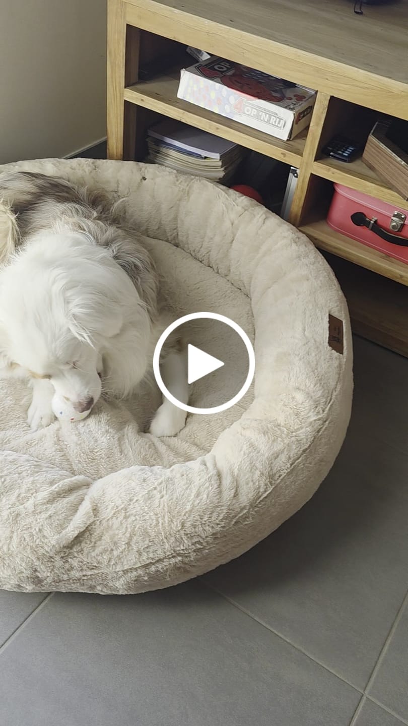 Customer video review of Pet Perfect Hoes (ENKEL HOES) voor Orthopedische Donutmand - ZONDER VULLING