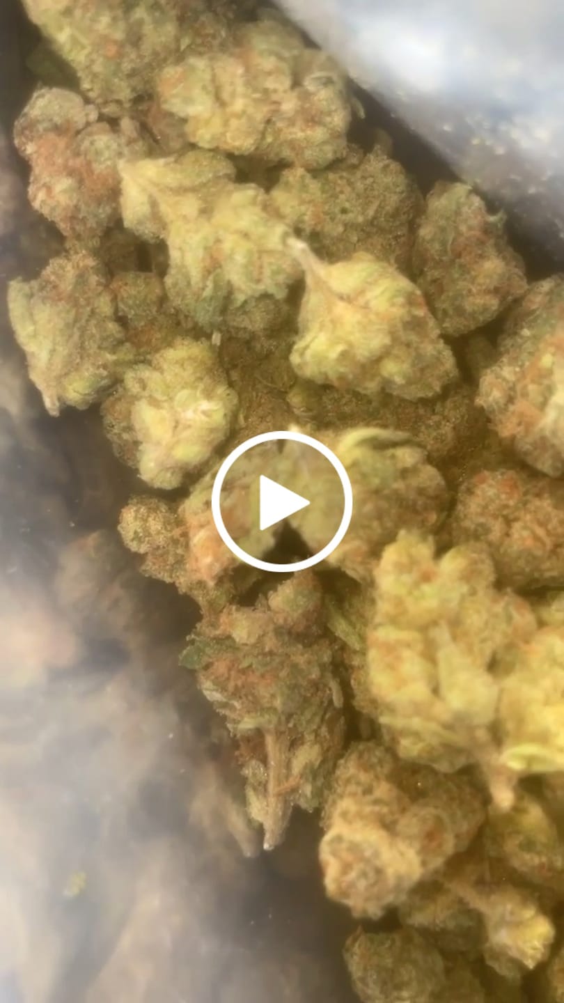 Customer video review of Jack Skellington THCA Flower