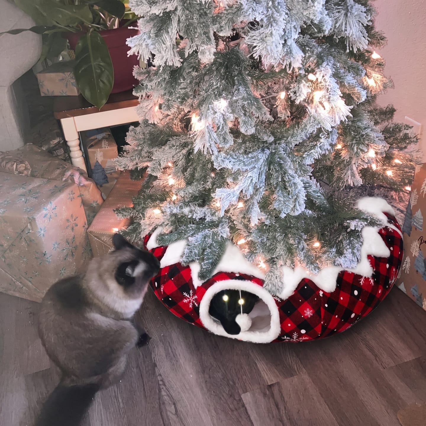 Customer photo review of Cama Túnel para Gato Navidad
