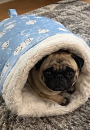 Customer photo review of Cozy Pup Pod