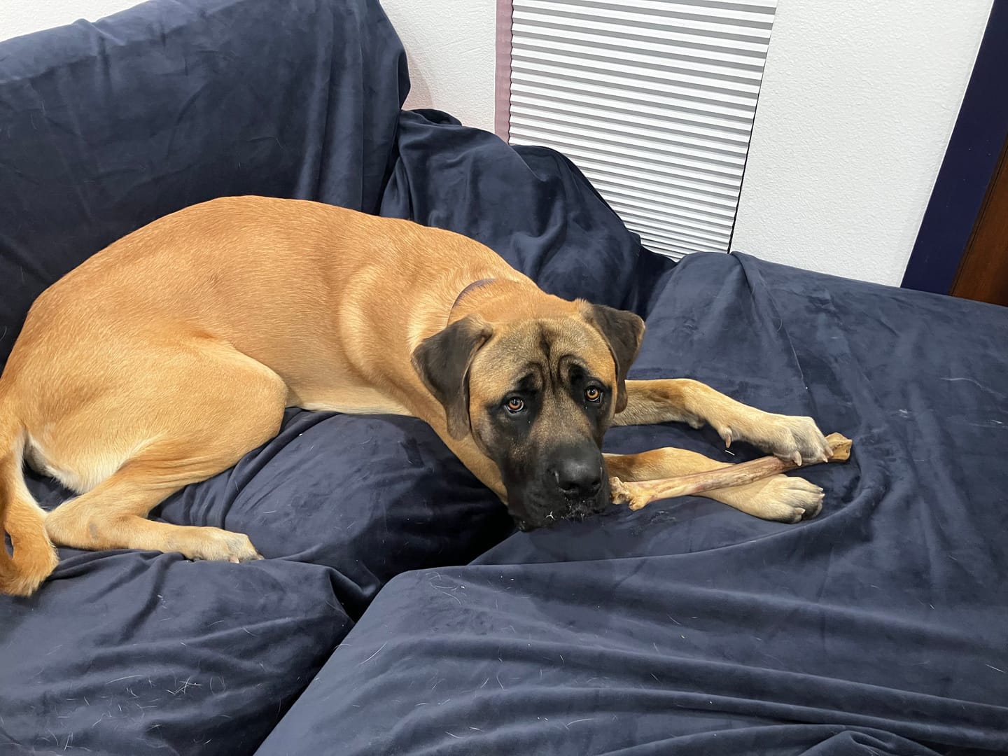 Customer photo review of Ostrich Long Bone (19" x 3.5"): The Ultimate Challenge for Medium, Large & Extra-Large Dogs