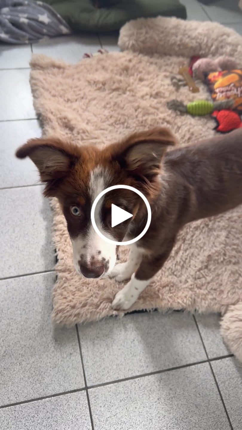 Customer video review of Pet Perfect Fluffy Bankbeschermer
