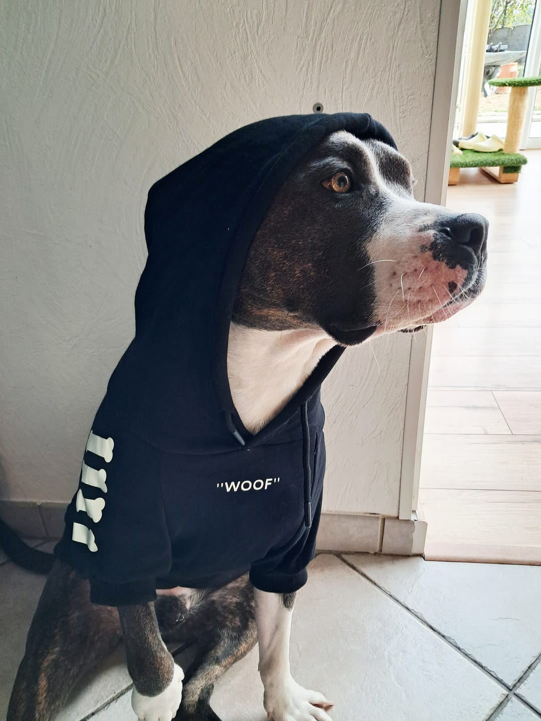 Customer photo review of "WOOF" Dog Hoodie - Black & Reflective