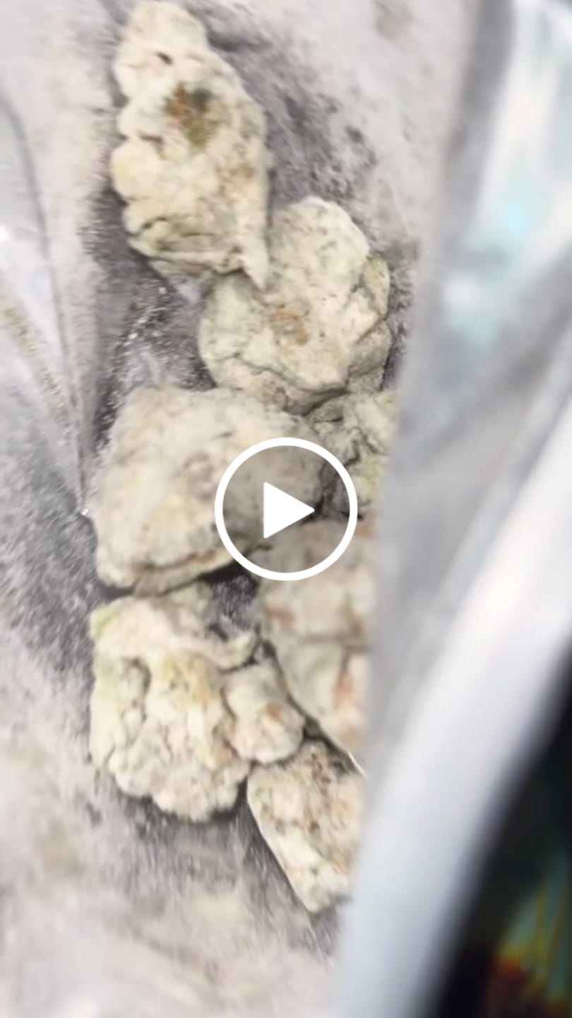 Customer video review of THCA Snowballs