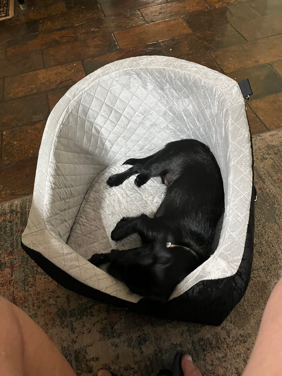 Customer photo review of Dog Car Booster Seat