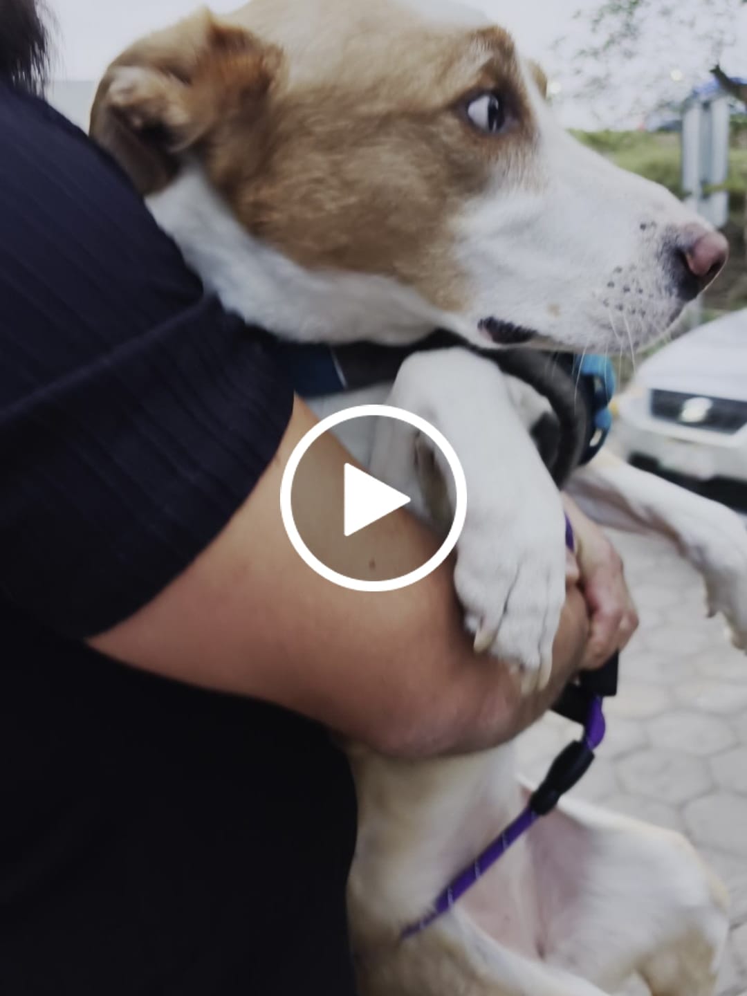 Customer video review of Manta Relajante para Mascotas