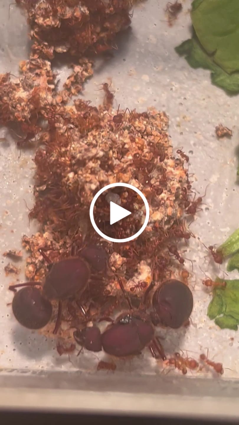 Customer video review of Texas Leafcutter Ant (Atta texana)