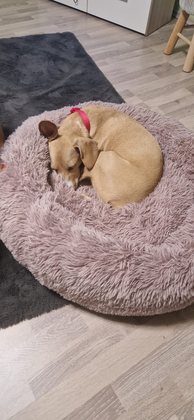 Customer photo review of Puppery Hundebett Wolke 7 - Das Original