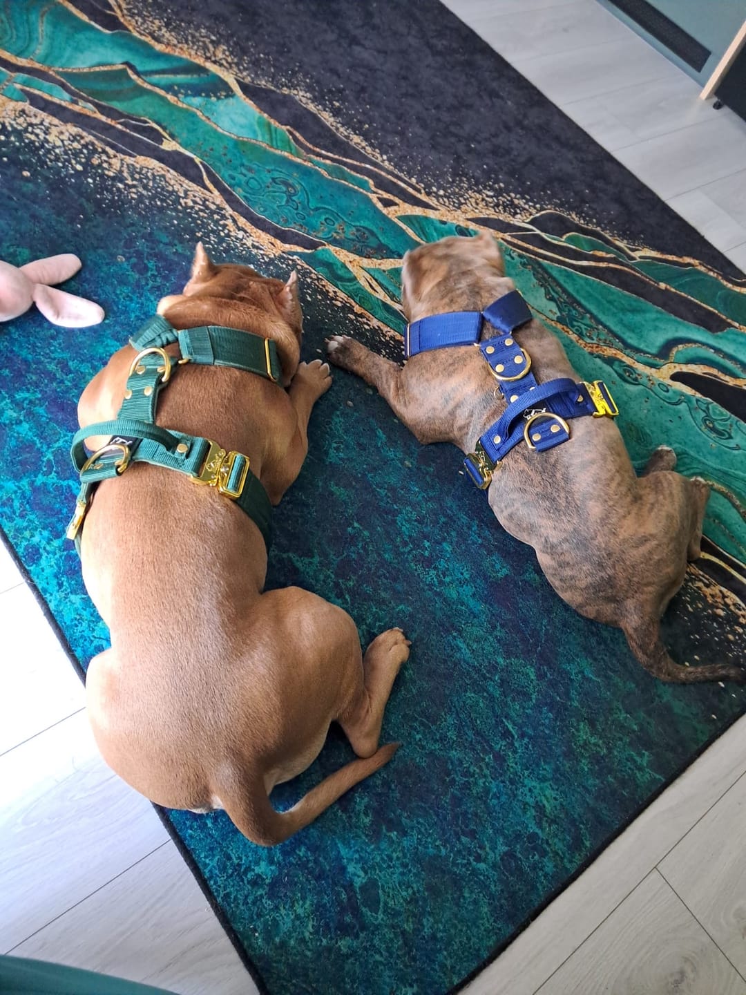 Customer photo review of Szelki z szybką klamrą - Easy Walk Extreme Gold Buckle Forest Green