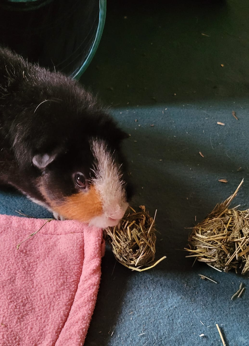 Customer photo review of 🌿 Snack Balls Premium Hanf – Heu-Snack für Meerschweinchen