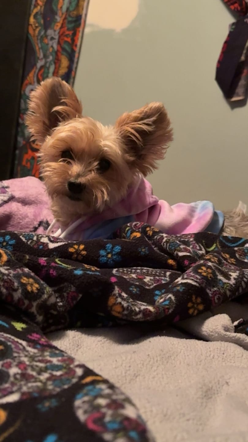 Customer photo review of Velvet Dog Hoodies