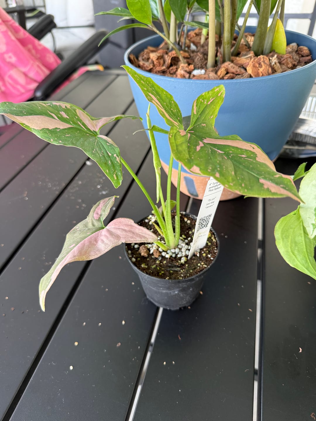 Customer photo review of Syngonium podophyllum 'Pink Splash'
