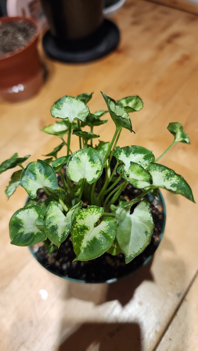 Customer photo review of Syngonium podophyllum 'Pixie'