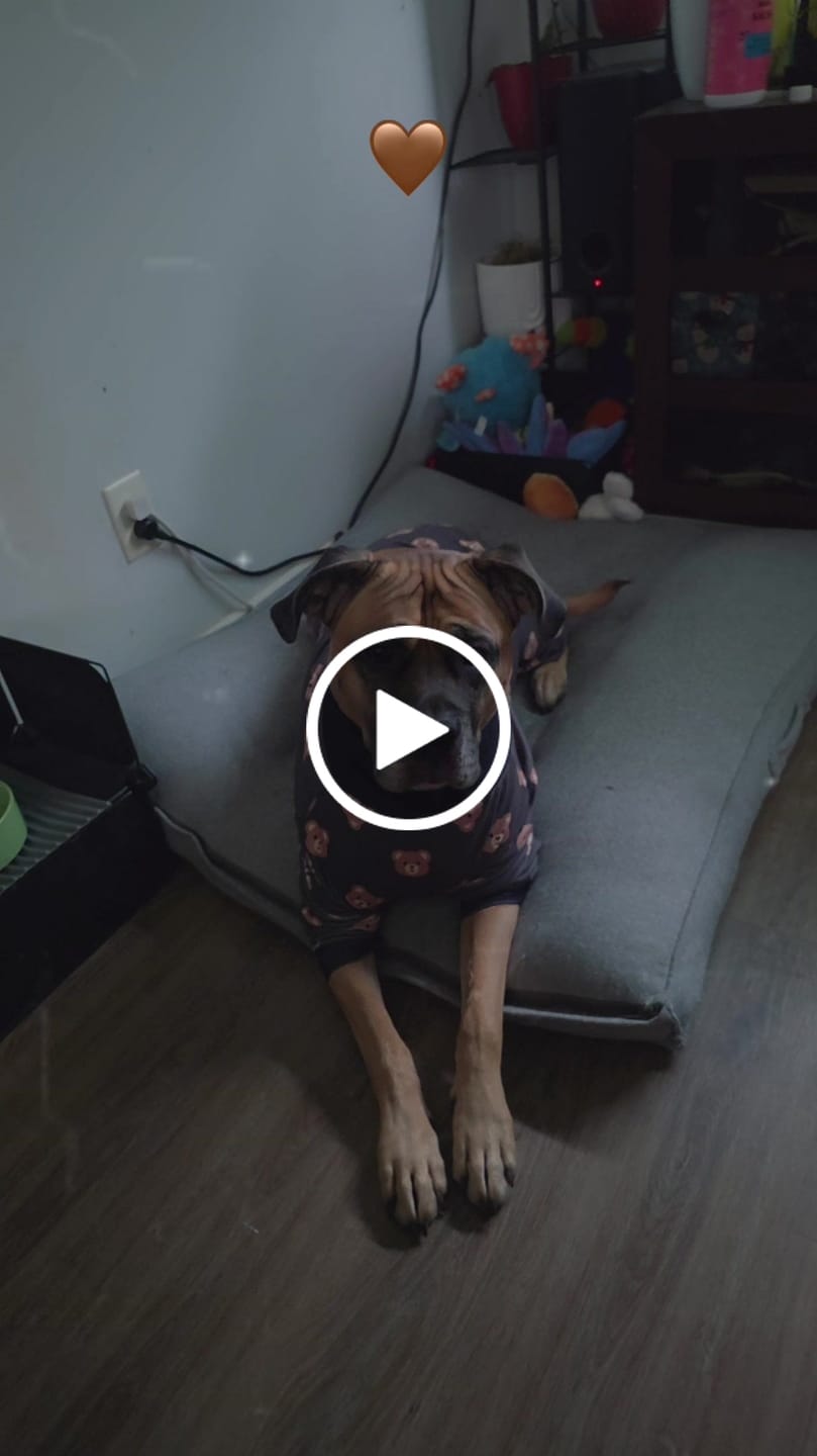 Customer video review of Dog Pajama - Bear Black
