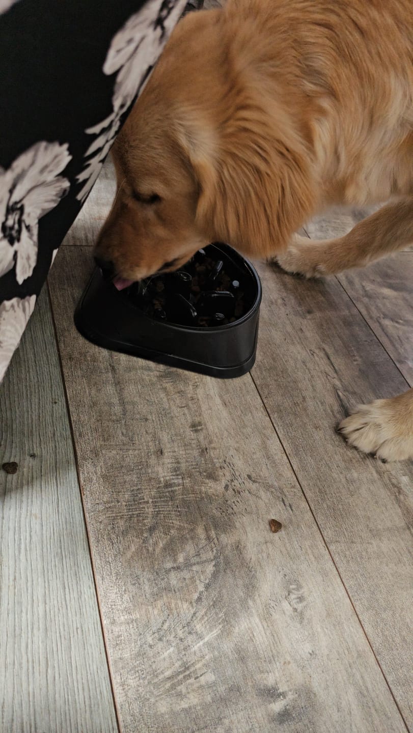 Customer photo review of Bowl Anti-Ansiedad THE DOGS