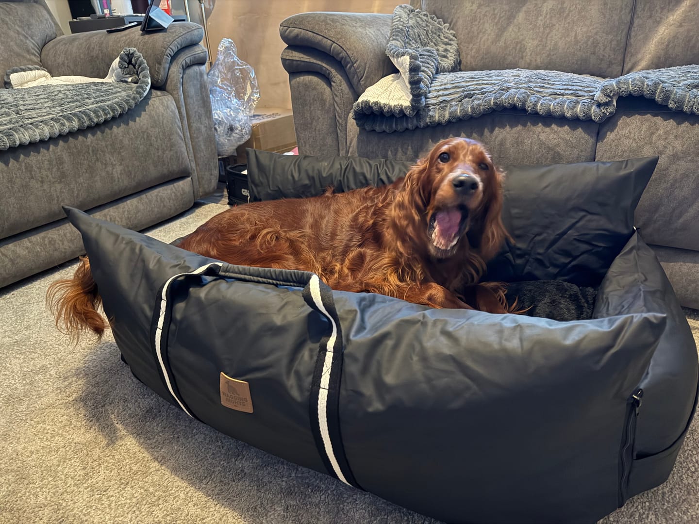 Customer photo review of Dog Dock V2 New & Improved ISO Fix