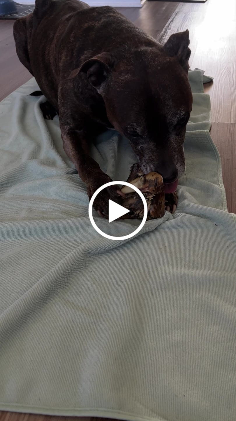Customer video review of Large Ostrich Knuckle (5.5" x 5"): The Ultimate Chew for Moderate & Power Chewers