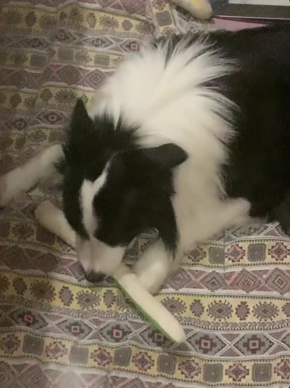 Customer photo review of Calming Snake