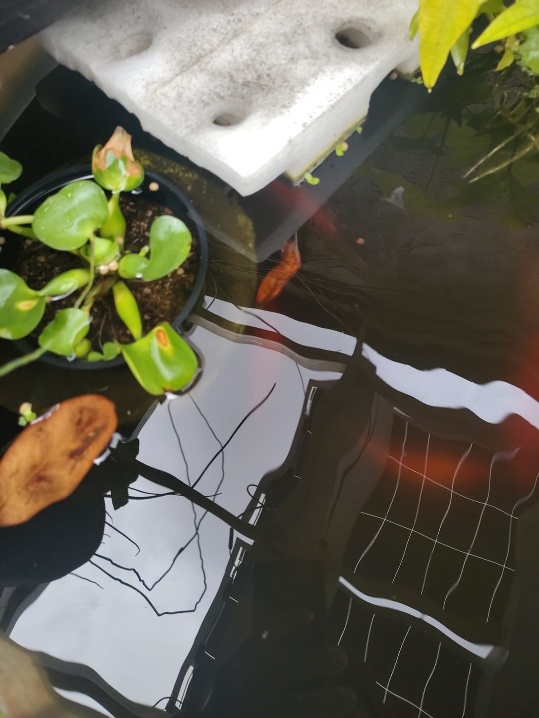 Customer photo review of SD Microbes Premium Compost-Based Potting Mix