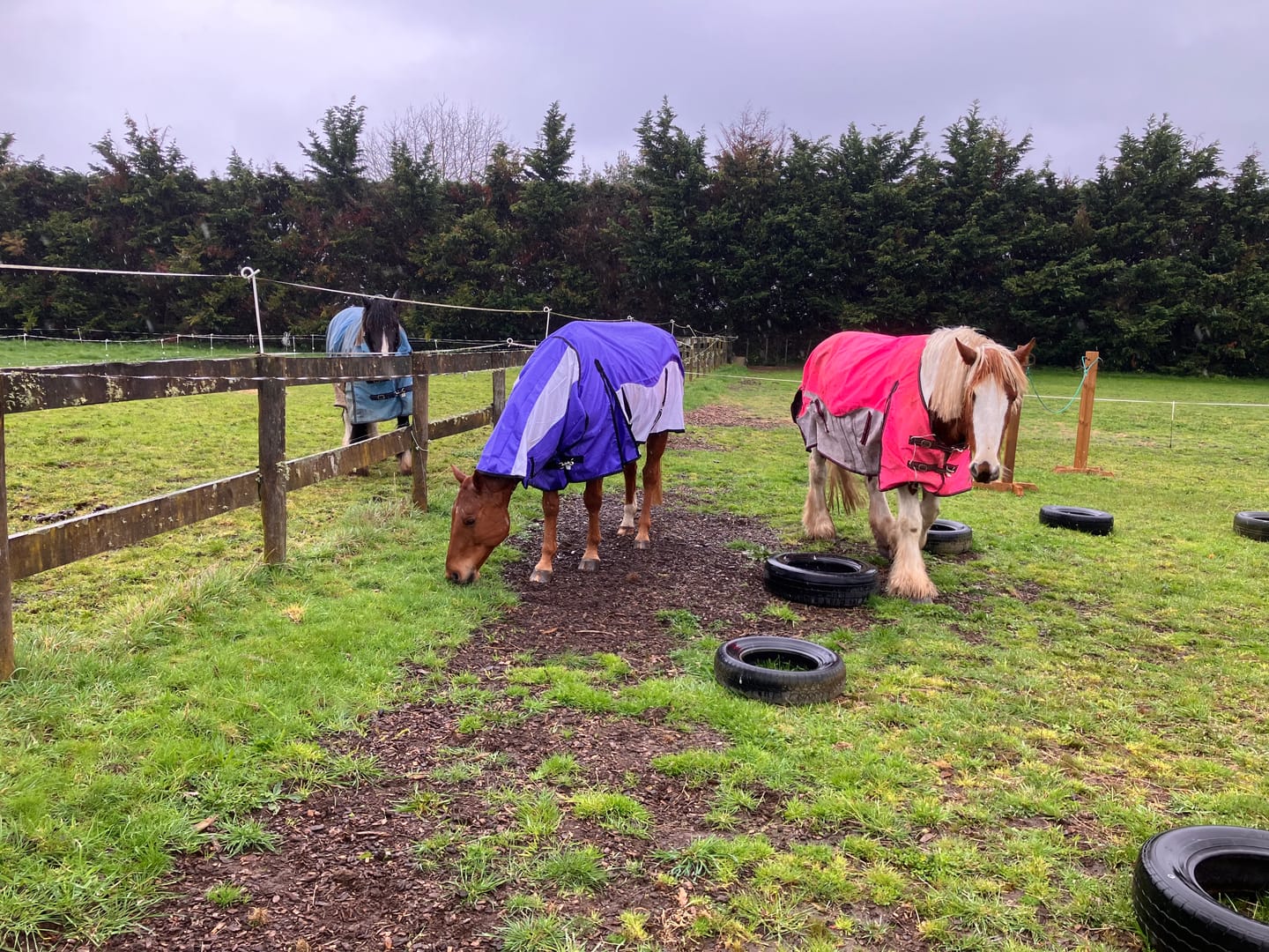 Customer photo review of NZ Tack WaterProof Mesh CrossOver Combo