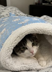 Customer photo review of Cozy Pup Pod
