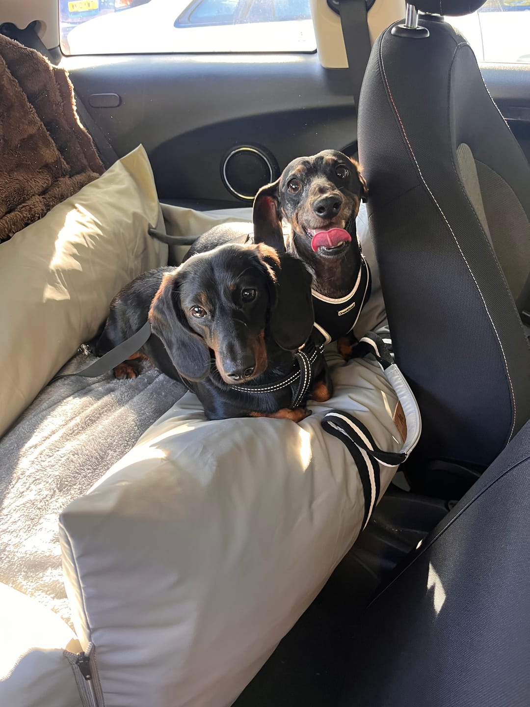 Customer photo review of Dog Dock V2 New & Improved ISO Fix