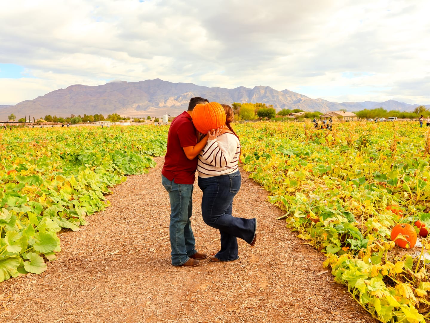 Customer photo review of Pumpkin Patch Preset Collection