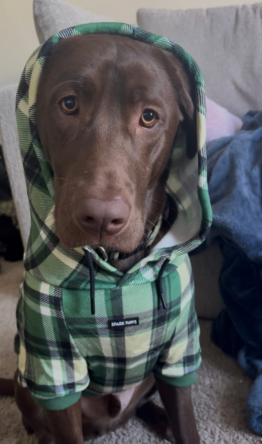 Customer photo review of Green Plaid Dog Hoodie