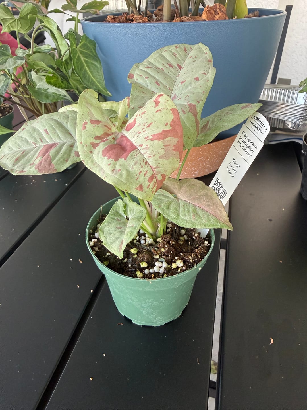 Customer photo review of Syngonium podophyllum 'Milk Confetti'