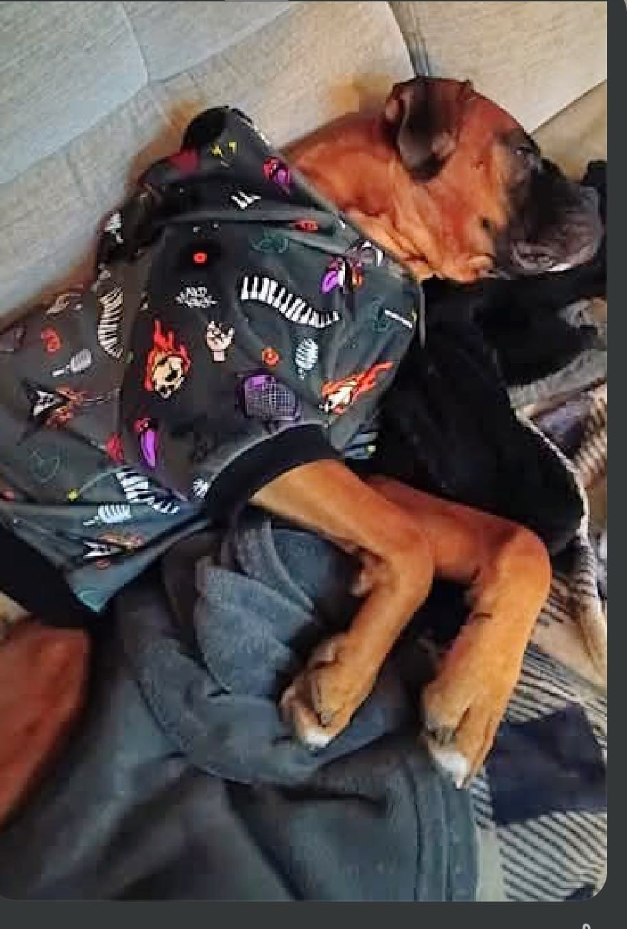 Customer photo review of Rock and Roll Dog Hoodie