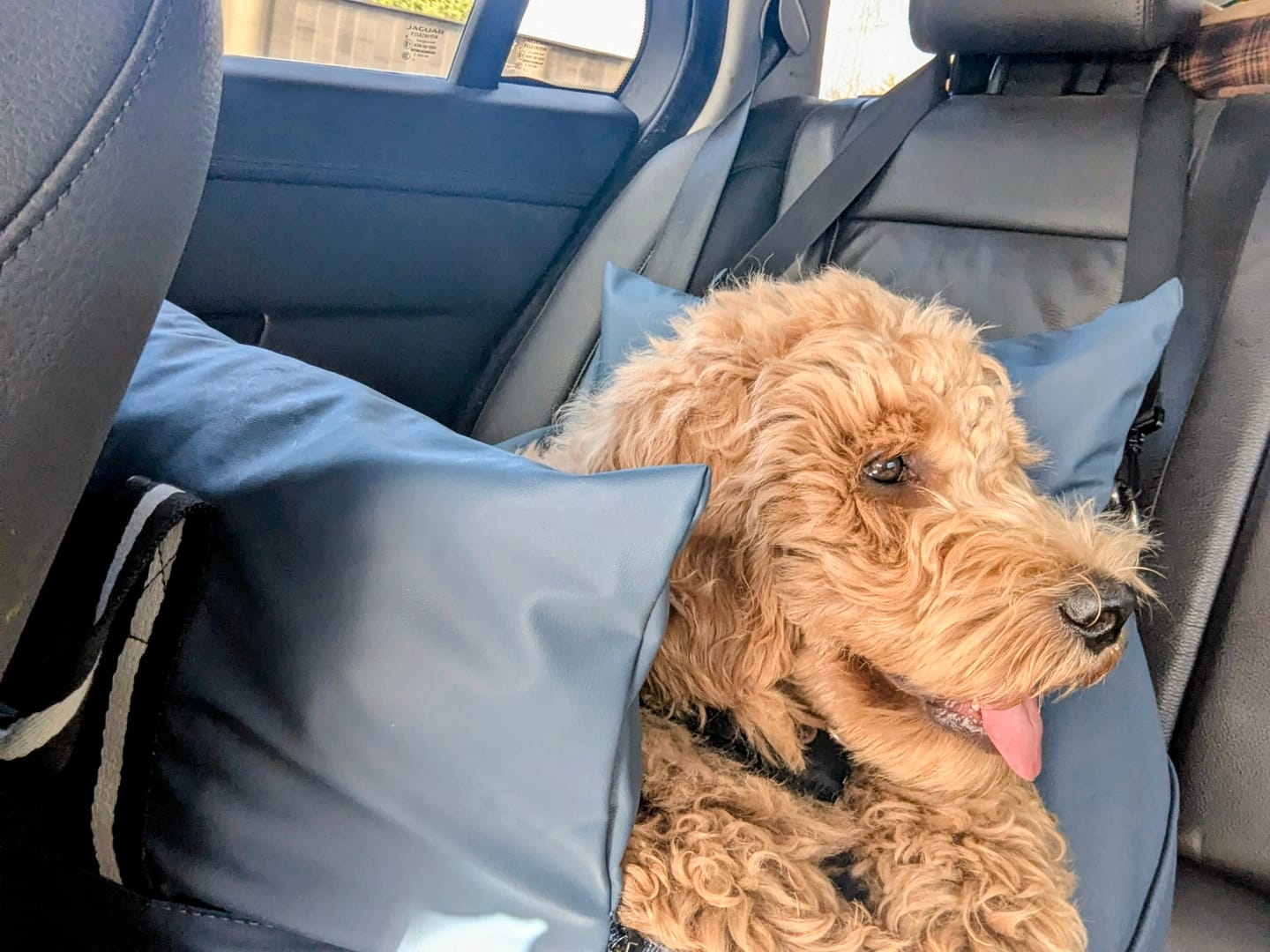 Customer photo review of Dog Dock V2 New & Improved ISO Fix