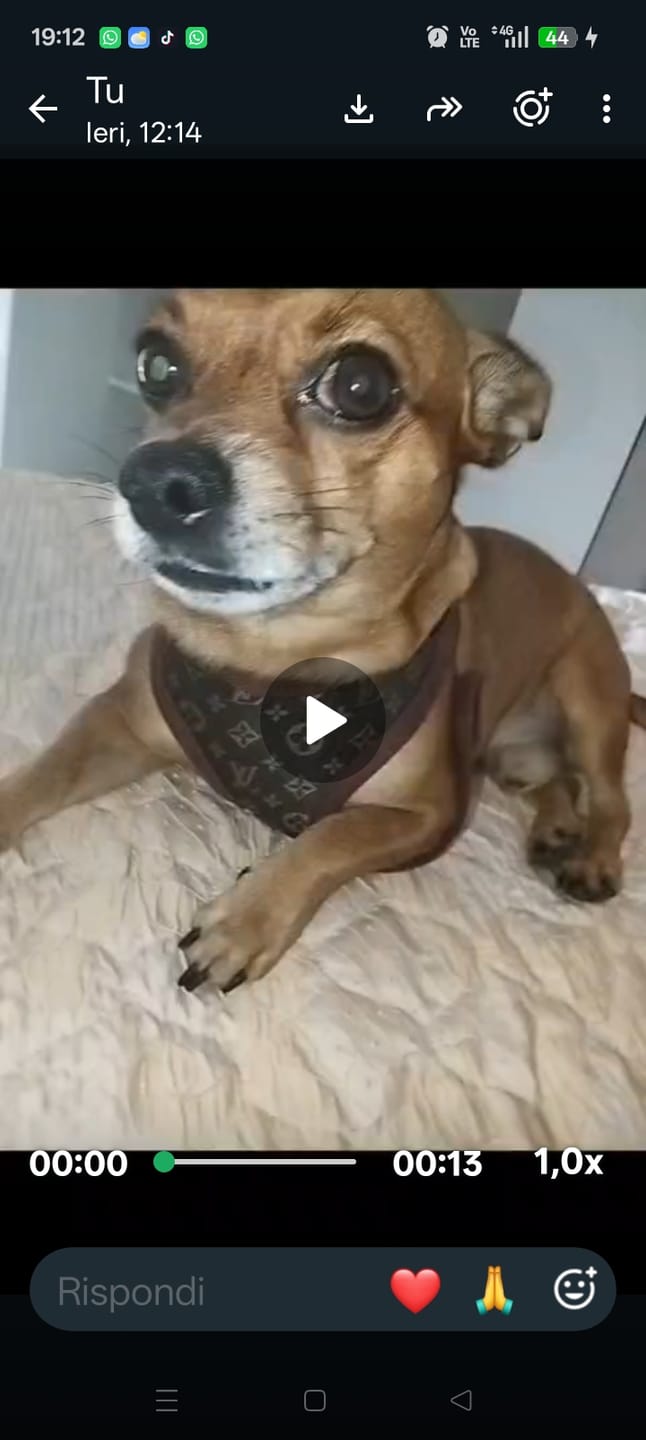 Customer photo review of Pettorina e guinzaglio Louis Pawtton