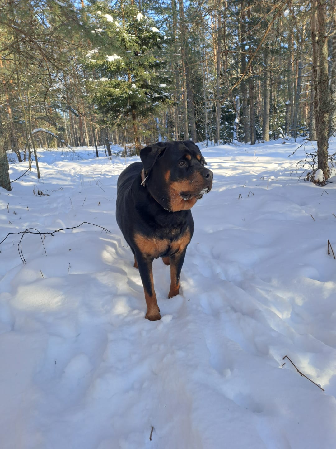 Customer photo review of For Senior Joints and Bones | Supplement for Old Dogs