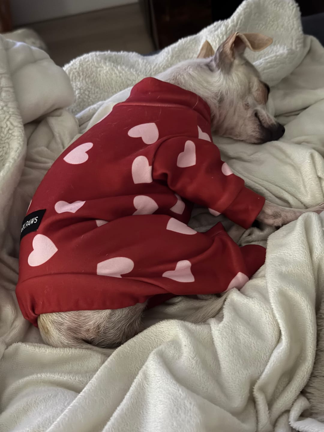 Customer photo review of Dog Pajama - Butterfly